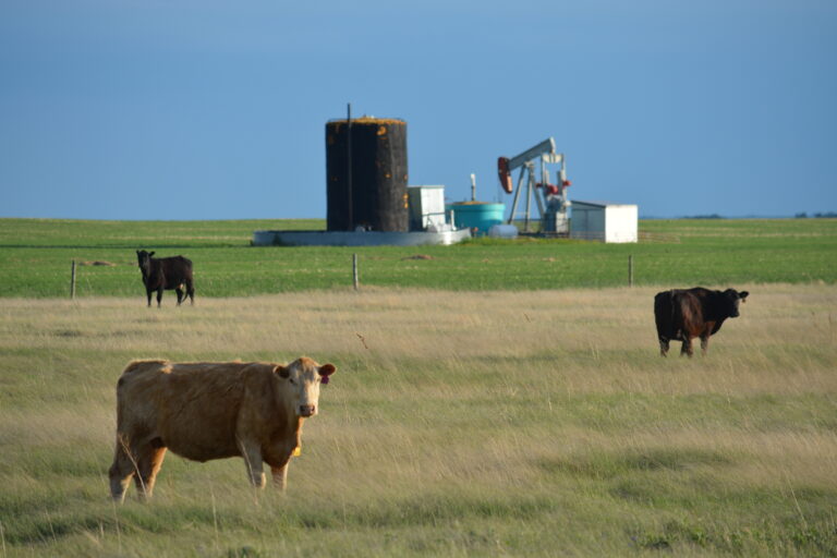 The essence of Alberta - pumpjacks and cattle